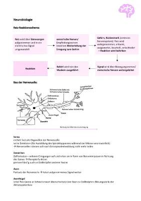 Nervenzellen einfach erklärt: Aufbau, Funktion und Reizweiterleitung