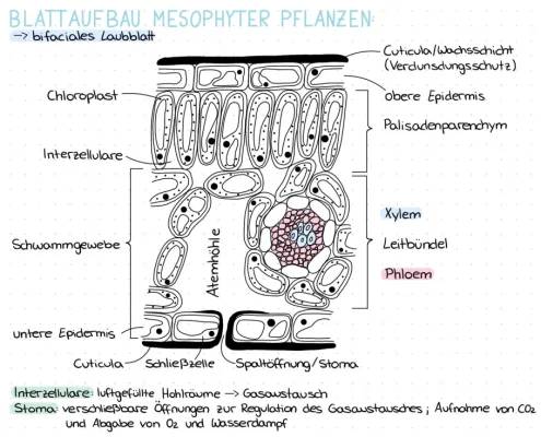 Blattquerschnitt Zeichnung und Mesophyte Pflanzen Blattaufbau