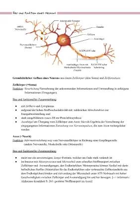 Nervenzelle: Aufbau und Funktion – Einfach erklärt mit Tabellen und Arbeitsblättern