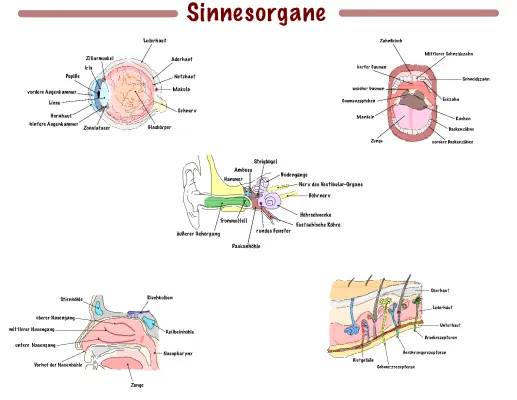 Sinnesorgane des Menschen - Reize, Funktionen und Tabelle für Kinder