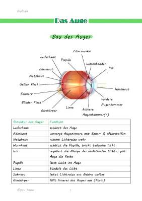 Das menschliche Auge: Aufbau, Funktion und Korrektur von Sehfehlern