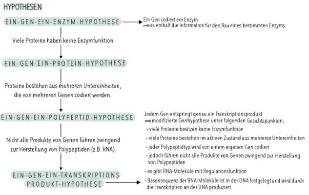 Entdecke die Ein-Gen-ein-Enzym-Hypothese: Einfach Erklärt für Kids