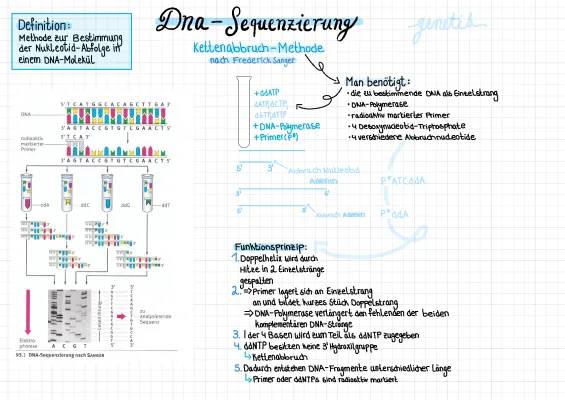 DNA-Sequenzierung einfach erklärt: Methoden, Anwendung und Kosten