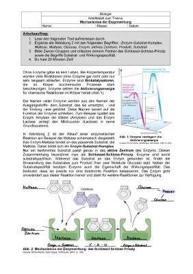 Enzyme einfach erklärt - Biokatalysatoren und das Schlüssel-Schloss-Prinzip