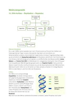 Molekulargenetik: DNA-Doppelhelix, DNA-Reparatur einfach erklärt und mehr