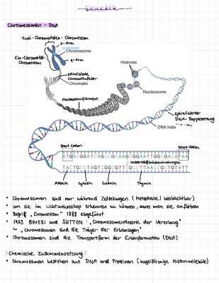 Die Chromosomentheorie der Vererbung 1903 und Karyogramme einfach erklärt