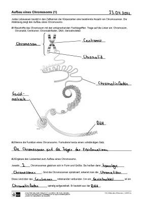 Chromosomen und ihr Aufbau - Kindgerecht erklärt mit Arbeitsblatt