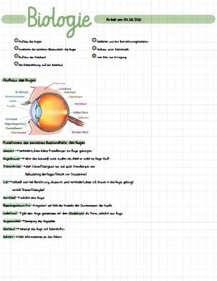 Auge: Aufbau und Funktion leicht erklärt