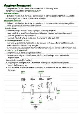 Aktiver und passiver Transport einfach erklärt: Endozytose, Exozytose und mehr!