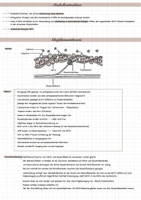 Muskelkontraktion einfach erklärt: Ablauf, Calcium, Aktin & Myosin, Querbrückenzyklus