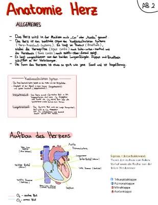 Herz-Kreislauf-System