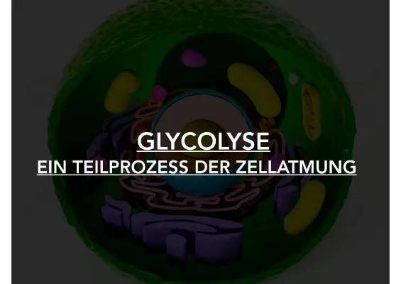 Glykolyse einfach erklärt: Ablauf, Reaktionsgleichung und Energiebilanz