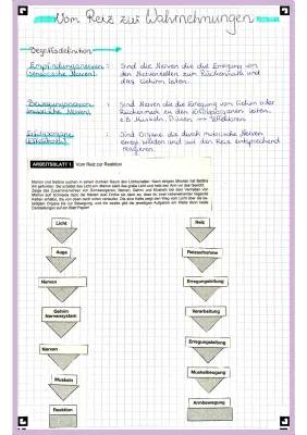 Vom Reiz zur Reaktion - Arbeitsblatt Lösungen und Beispiele