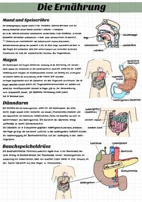 Magen-Darm-Trakt einfach erklärt: Symptome, Entzündung & Wie lange dauert es vom Essen bis zum Stuhlgang?