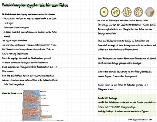 Entwicklung des Embryos: Tag für Tag und Bilder