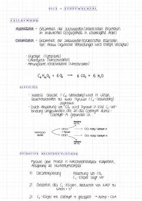 Fotosynthese und Zellatmung - Arbeitsblatt Lösungen und Erklärungen