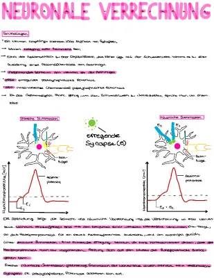 Neuronale Verrechnung: Räumliche und Zeitliche Summation erklärt!