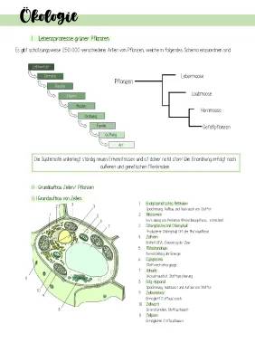 BLF-Vorbereitung: Fotosynthese, Dissimilation und Autotroph/Heterotroph Beispiele