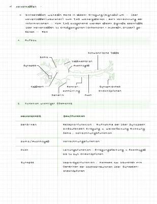 Alles über Nervenzellen und Biomembranen: Aufbau und Funktionen erklärt