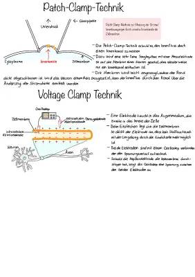 Patch-Clamp-Technik einfach erklärt: Dein Abenteuer mit der Neurobiologie!