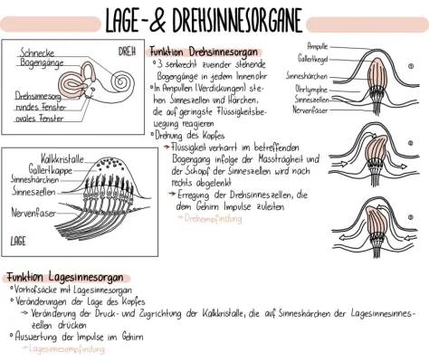 Gleichgewichtsorgan und Lagesinn einfach erklärt - Aufbau, Funktion, und Störungen