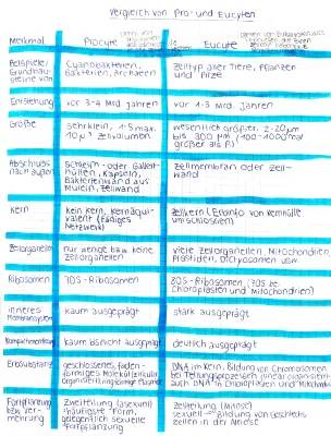 Procyte und Eucyte Aufbau und Vergleich: Unterschiede und Gemeinsamkeiten von Prokaryoten und Eukaryoten