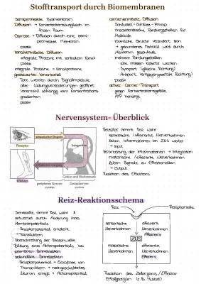 Stofftransport durch Biomembranen und Nervensystem einfach erklärt
