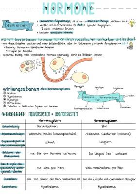 Entdecke die Welt der Hormone: Beispiele und Funktionen