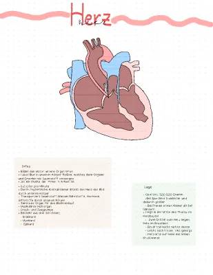 Aufbau des Herzens für Schüler: Alles über Anatomie und Funktion!