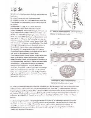 Biomembran Aufbau und Funktion - Lipiddoppelschicht und Phospholipide einfach erklärt