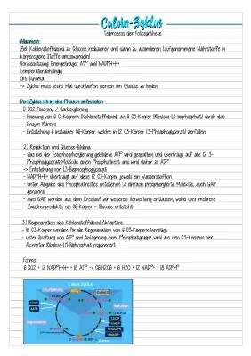 Calvin-Zyklus einfach erklärt: Schema, Phasen und Reaktionsgleichung