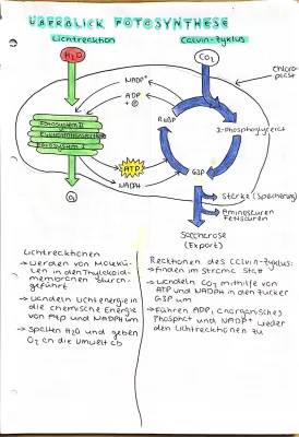 So funktioniert der Wasser- und Mineralstofftransport in Pflanzen: Lichtreaktion und Calvin-Zyklus erklärt!