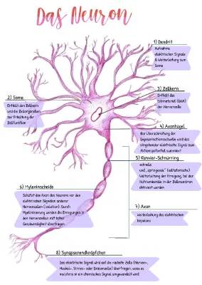 Nervenzelle: Einfacher Aufbau und coole Funktionen
