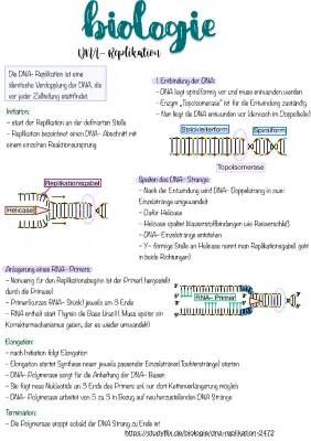 DNA-Replikation Ablauf für Kids - Einfach erklärt!