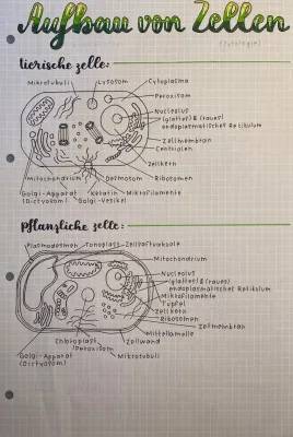 Eukaryotische und Prokaryotische Zellen: Aufbau, Unterschiede und Vergleiche