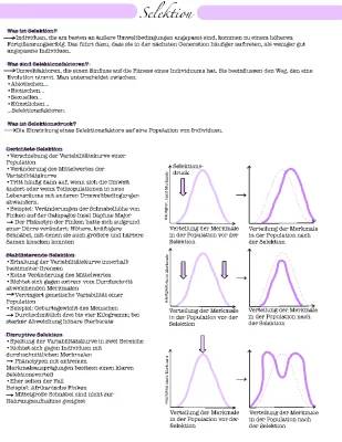 Was ist Selektion? - Beispiele und Definitionen zu Natürliche, Gerichtete, Stabilisierende, Disruptive, und Künstliche Selektion
