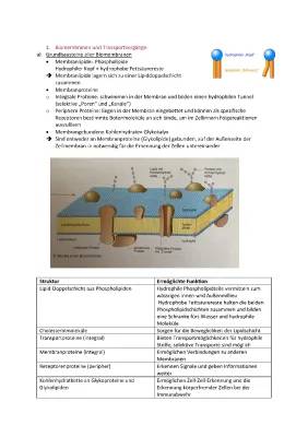 Einfache Erklärungen: Biomembran, Aktiver & Passiver Transport