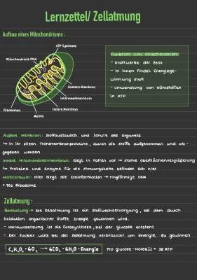 Mitochondrien Aufbau und Funktion: Zellatmung, Citratzyklus, Atmungskette einfach erklärt