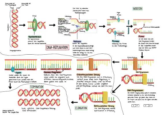 DNA-Replikation Ablauf einfach erklärt: Arbeitsblatt, PDF und mehr!