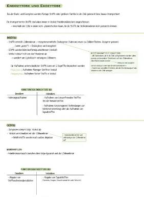 Exozytose und rezeptorvermittelte Endozytose einfach erklärt: Endozytose Definition, Ablauf und Funktion für Kinder