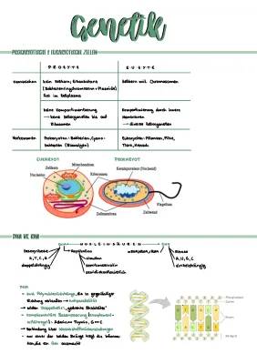 Eukaryoten vs Prokaryoten Unterschiede und genetische Codes einfach erklärt