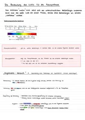 Photosynthese einfach erklärt: Wirkungsspektrum, Absorptionsspektrum & Engelmann Versuch