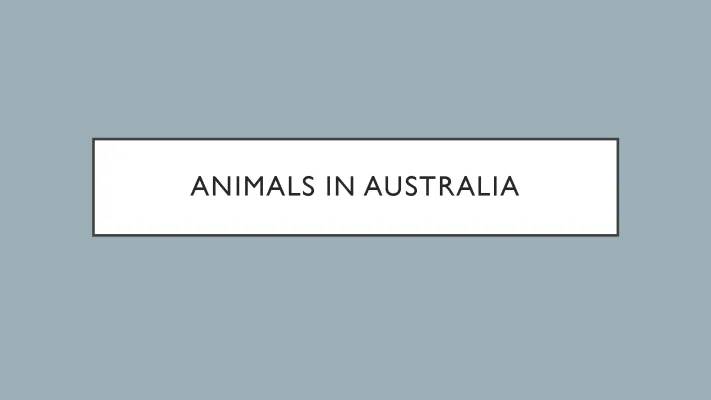 Amazing Aussie Animals: Dangerous Creatures, Koalas, and Wombats!