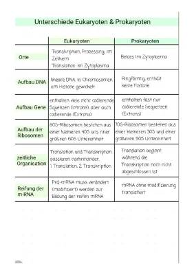 Unterschied Prokaryoten und Eukaryoten: Tabelle, Proteinbiosynthese & Co.