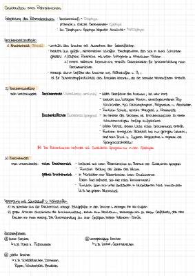 Röhrenknochen Aufbau - Einfache Erklärung und Beispiele für die 5. und 6. Klasse