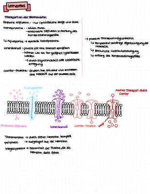 Stofftransport durch Biomembran Arbeitsblatt - Einfach erklärt