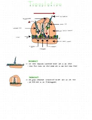 Translation Biologie: Schritt für Schritt Anleitung zum Ablauf und mehr