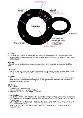 Phasen und Kontrollpunkte des Zellzyklus: Interphase, Mitose und mehr