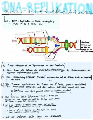 Alles über DNA-Replikation: S-Phase, Okazaki-Fragmente und mehr!