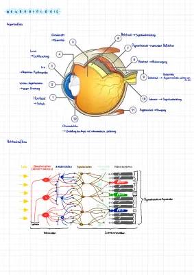 Auge verstehen: Aufbau und Funktion einfach erklärt